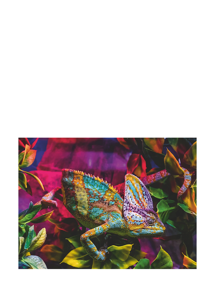 Ravensburger - Chameleon 500p - klassísk púsl - multi coloured - 2