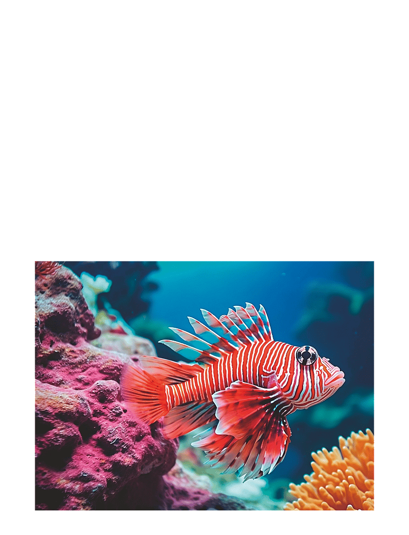 Ravensburger - Red Lionfish 500p - klassísk púsl - multi coloured - 2