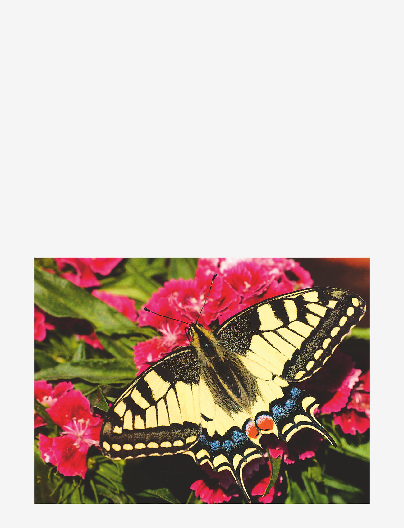 Ravensburger - Butterfly 500p - klassiska pussel - multi coloured - 2