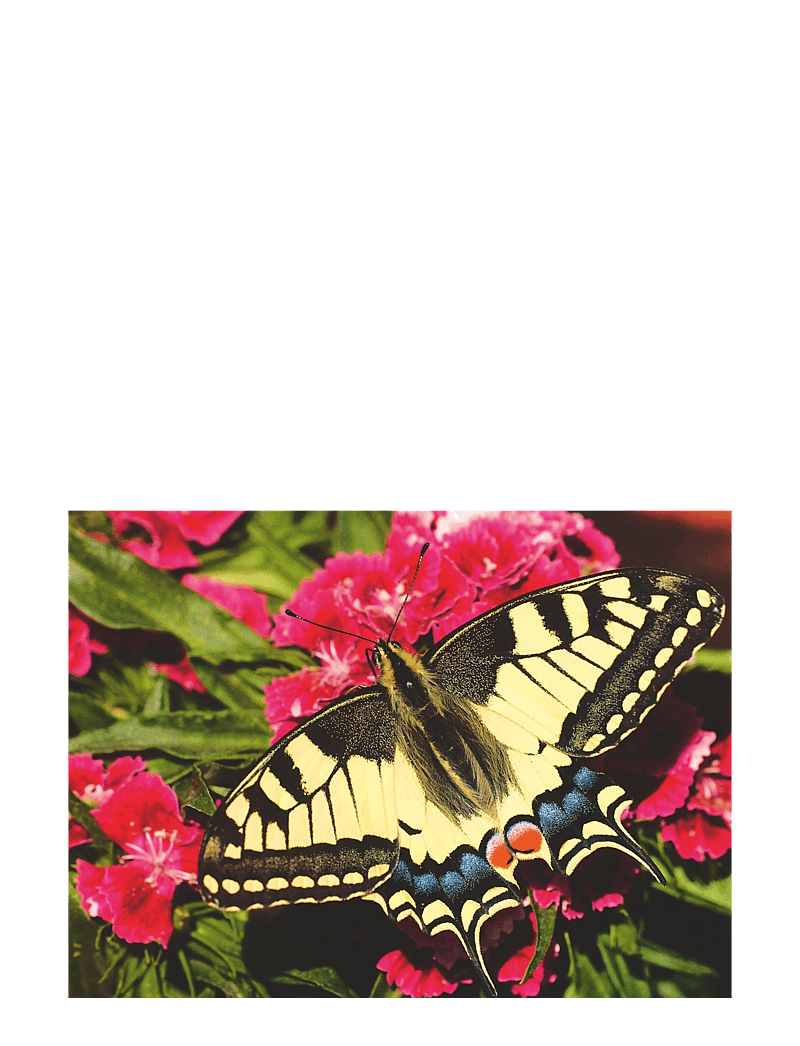 Ravensburger - Butterfly 500p - klassísk púsl - multi coloured - 2