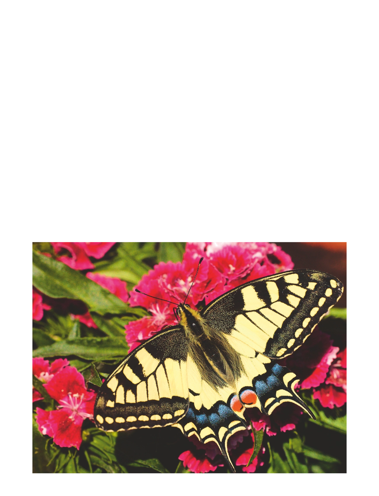 Ravensburger - Butterfly 500p - klassiset palapelit - multi coloured - 2