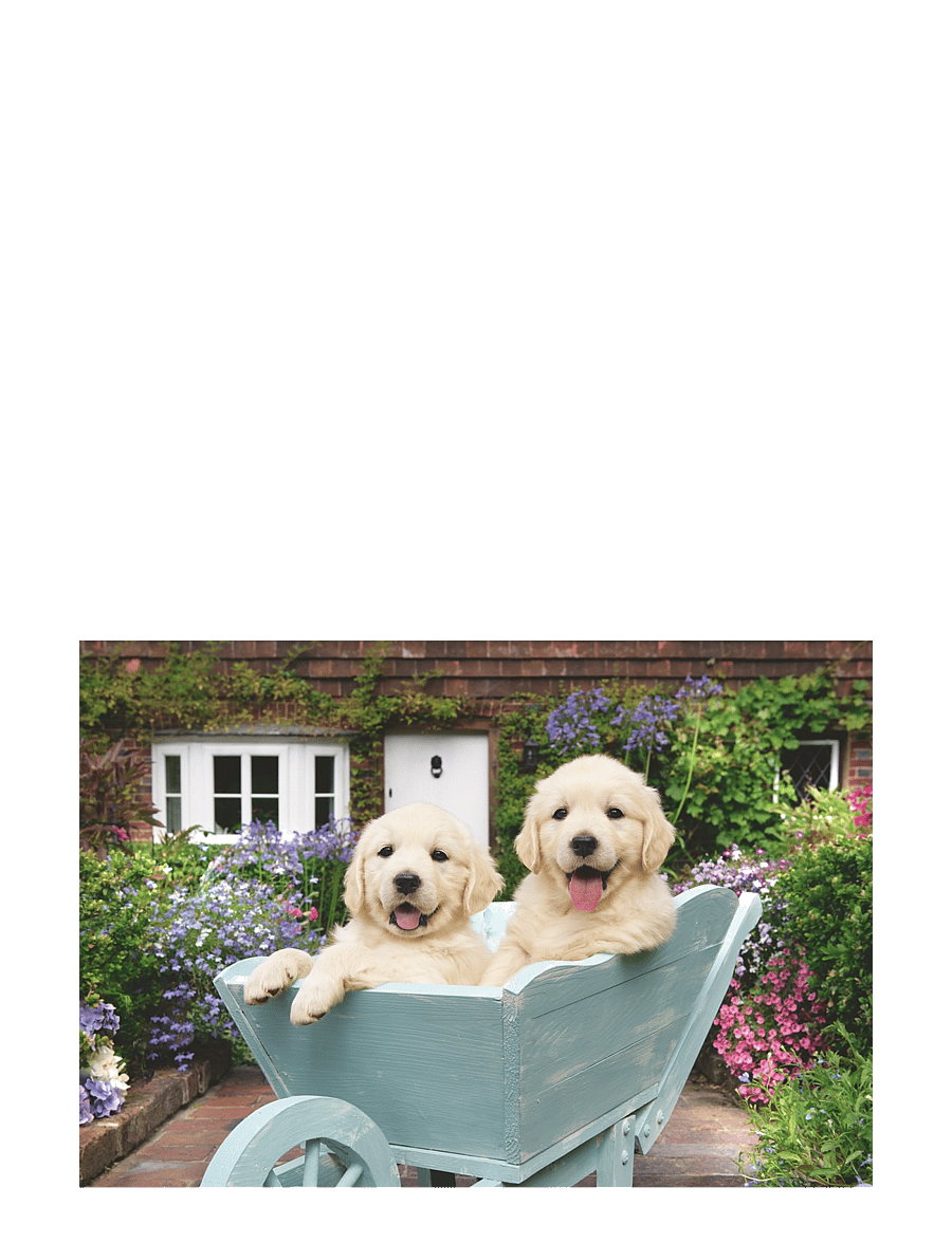 Ravensburger - Golden Retriever 200p Ad - klassísk púsl - multi coloured - 2