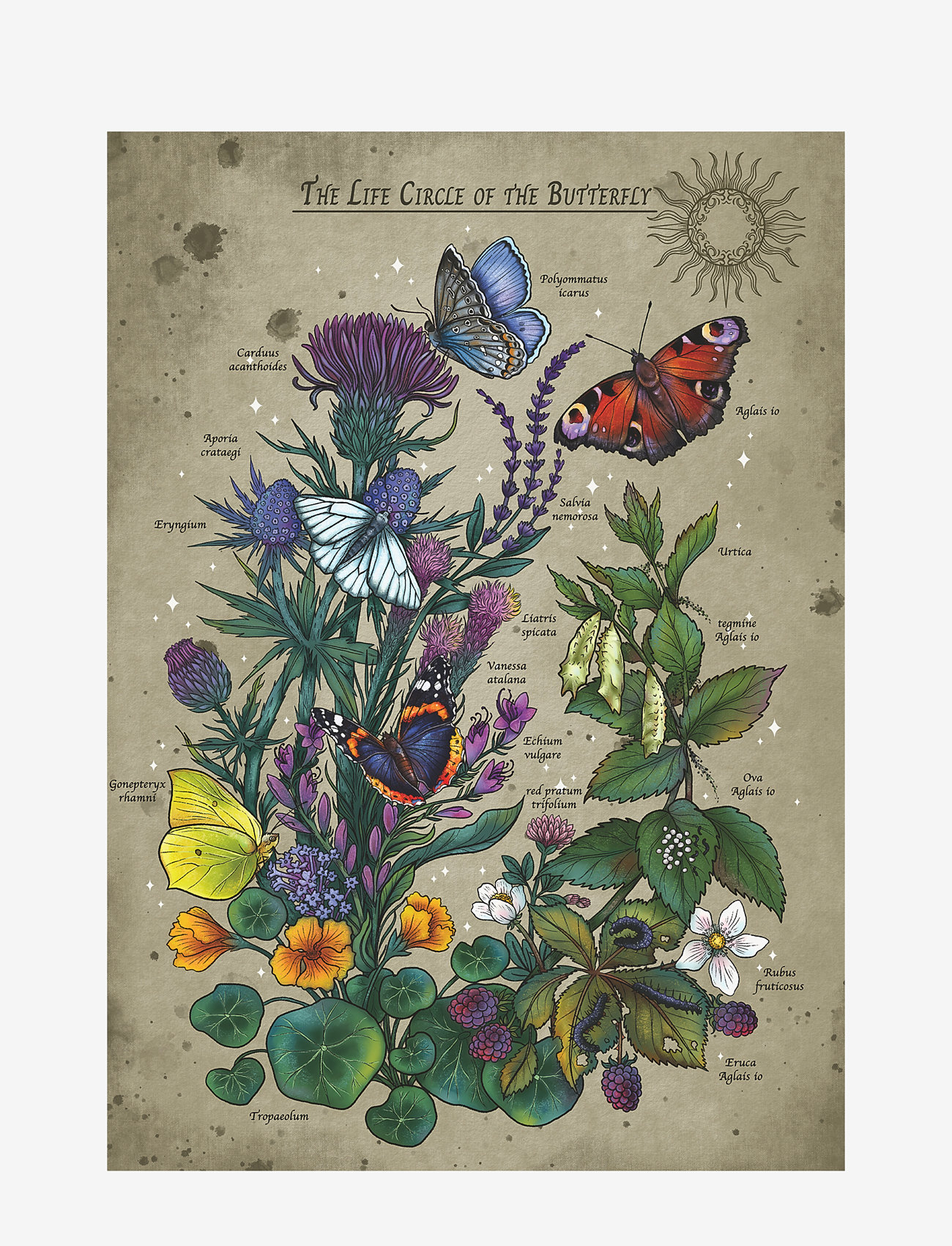 Ravensburger - Livssirkel sommerfugl 1000p - klassiske puslespill - multi coloured - 2