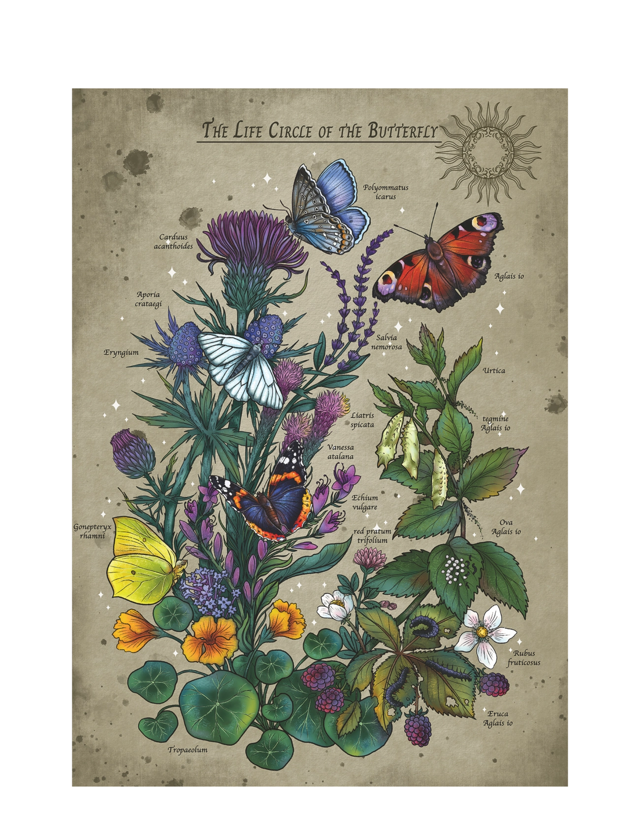 Ravensburger - Lifecircle Butterfly 1000p - klassiset palapelit - multi coloured - 2