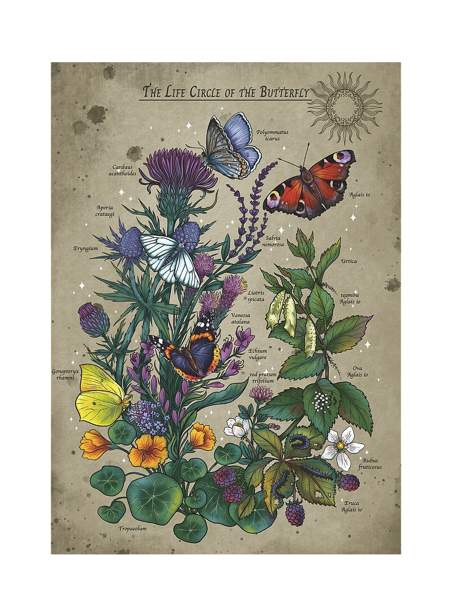 Ravensburger - Lifecircle Butterfly 1000p - klassísk púsl - multi coloured - 2