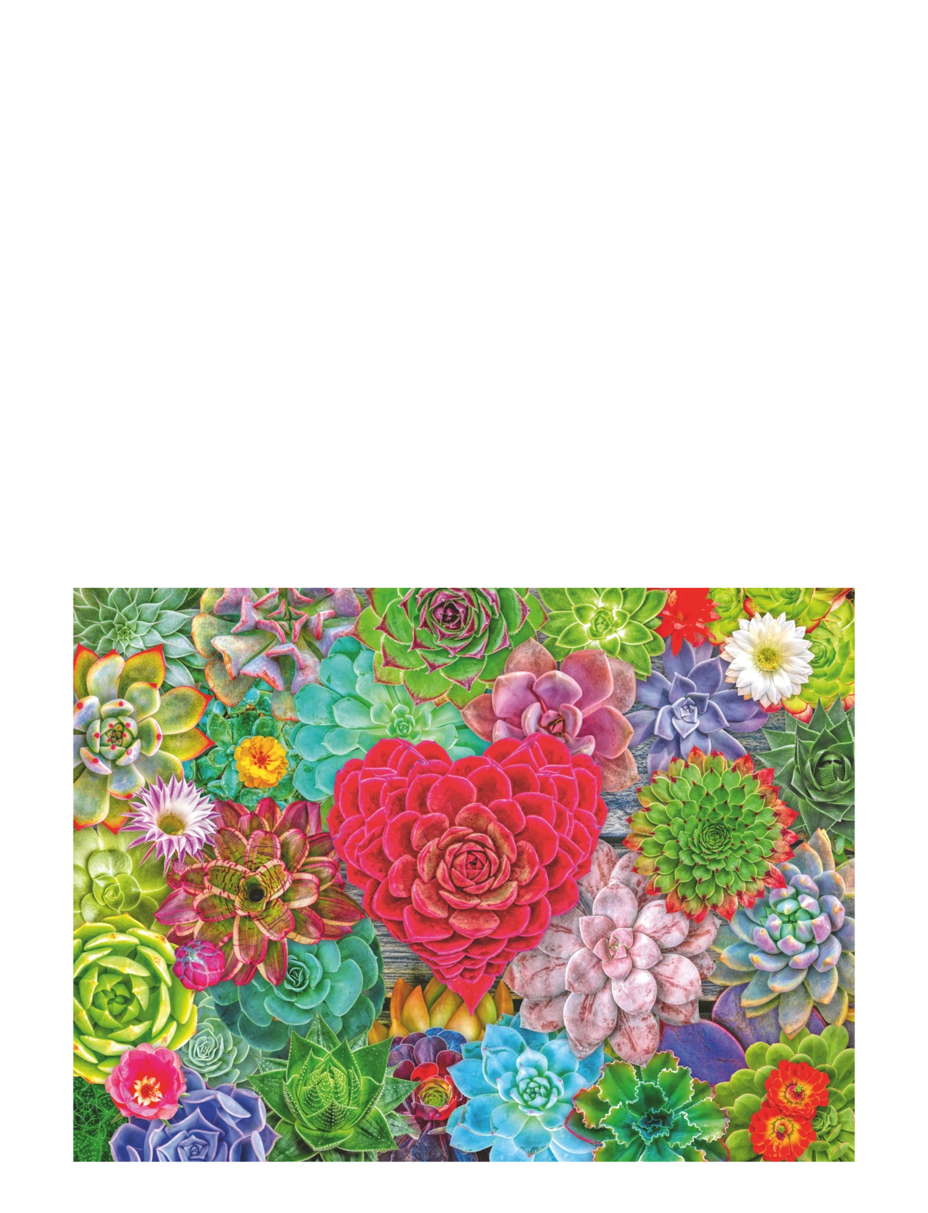 Ravensburger - Succulent Love 500p - klassísk púsl - multi coloured - 1
