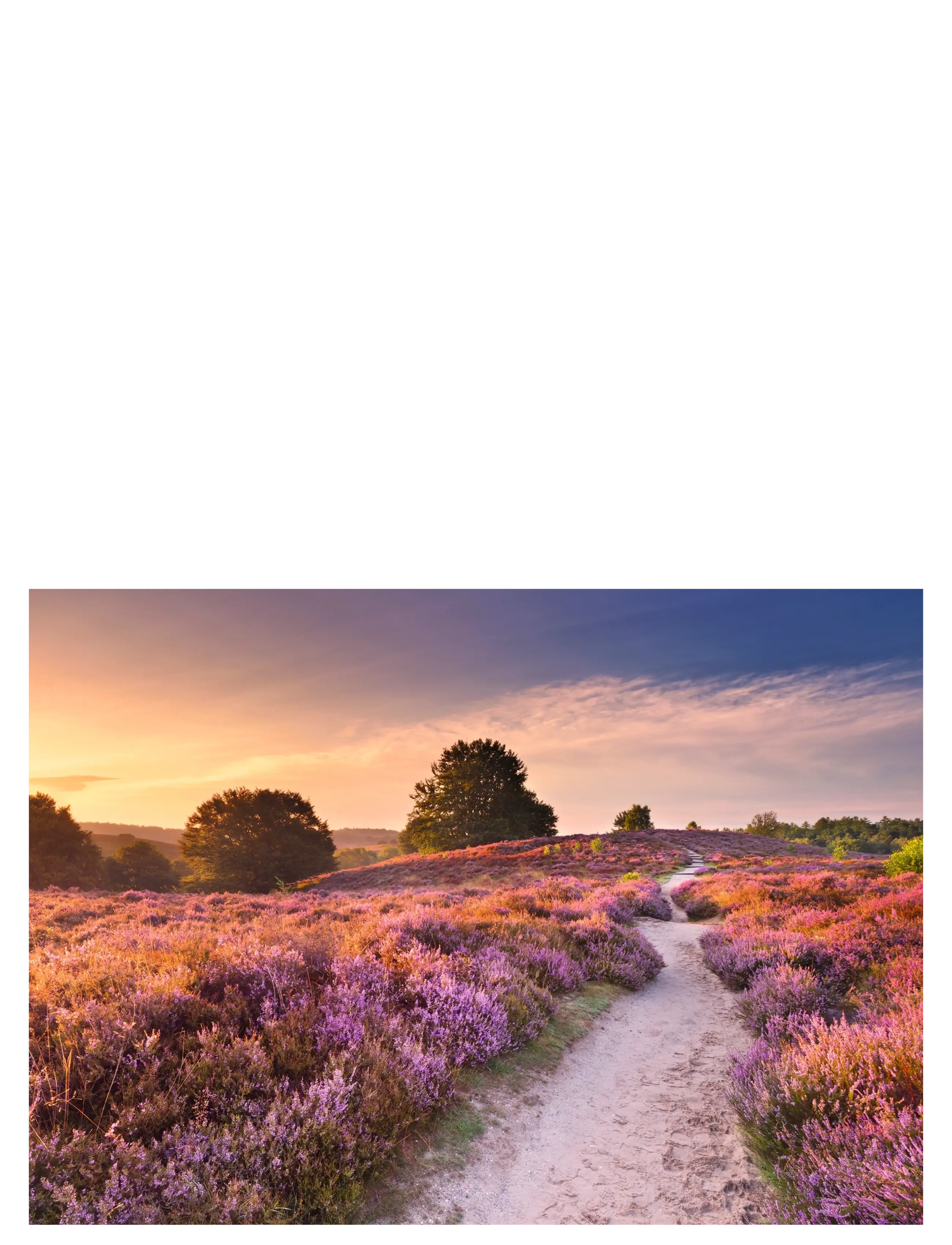 Ravensburger - Pink Pathway 1000p - klassiske puslespil - multi coloured - 1