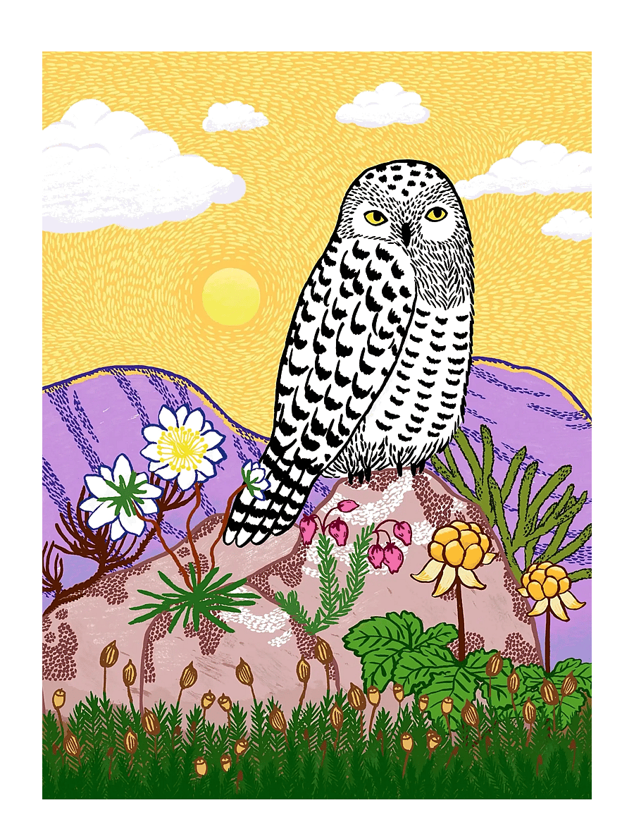 Ravensburger - Snowy Owl, 500p - klassiska pussel - multi coloured - 1