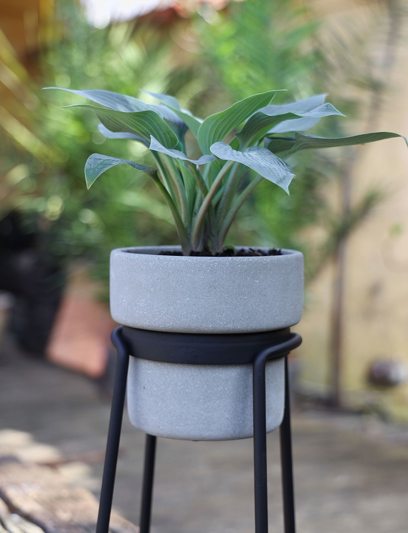 SACKit - Flowerpot - sünnipäevakingitused - grey - 2