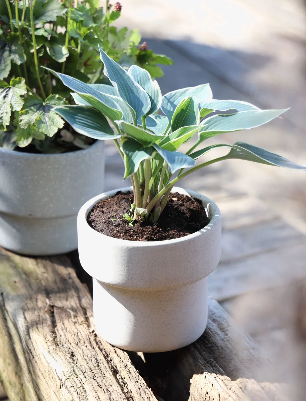 SACKit - Flowerpot - lillepotid - white - 3