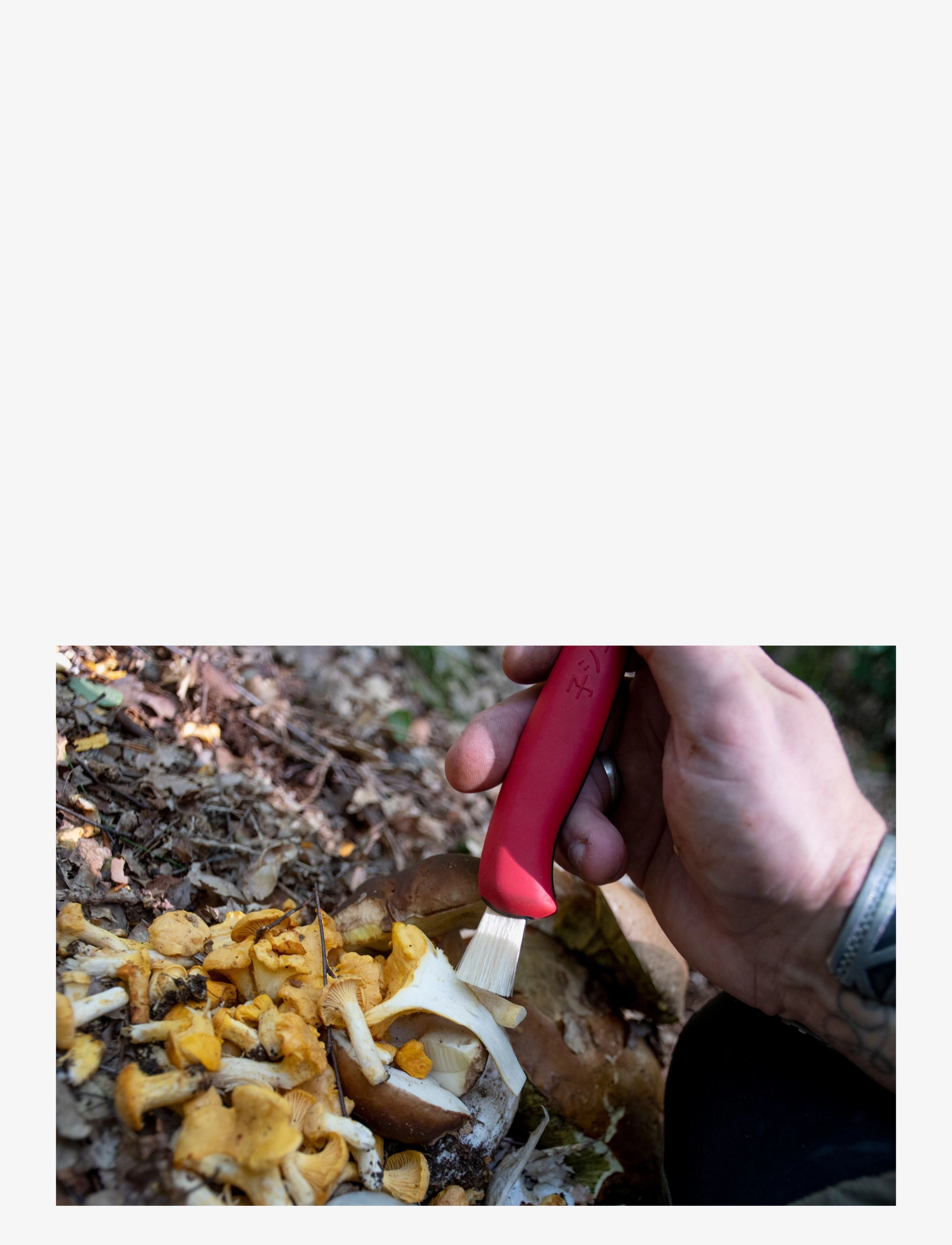 Satake - Satake Outdoor Mushroom knife - steel and red - 5