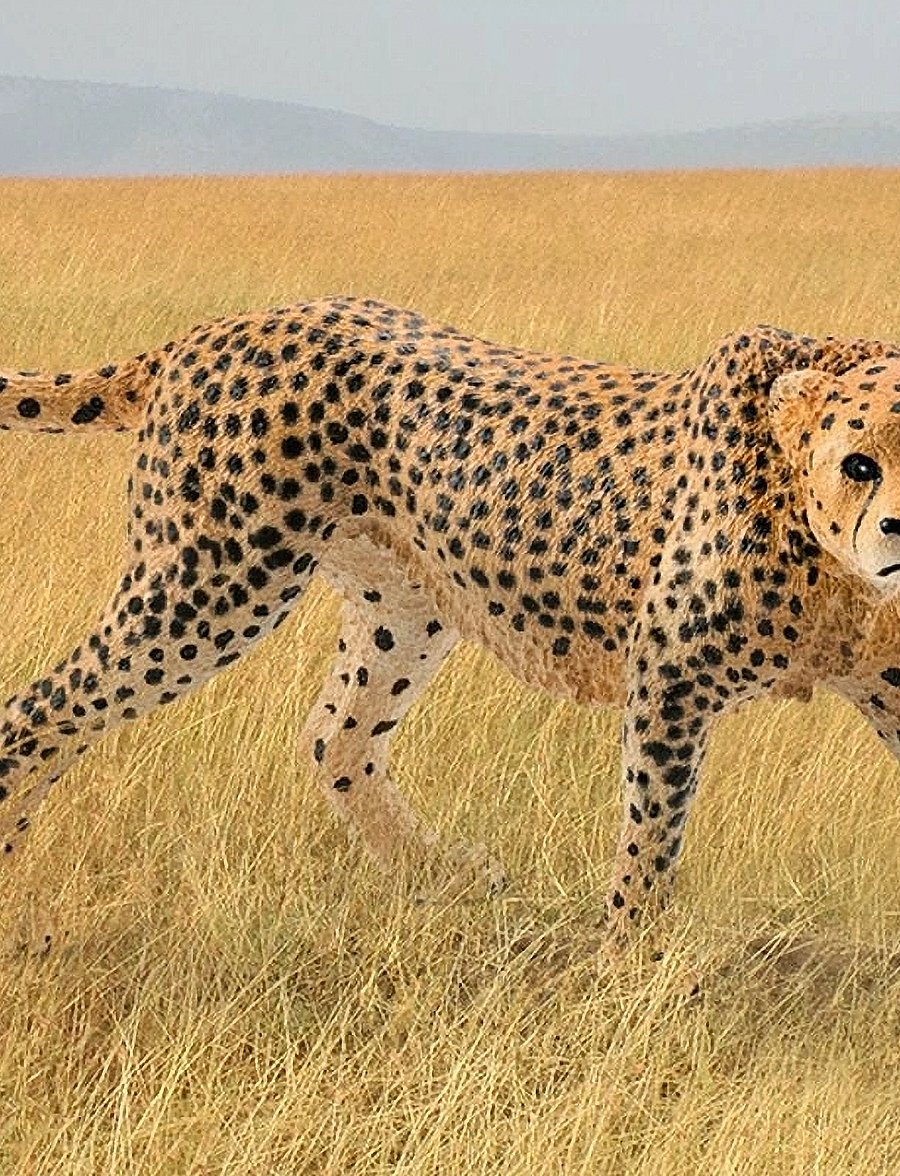 Schleich - Schleich Cheetah female - lowest prices - multi - 1