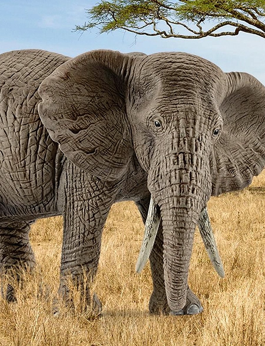 Schleich - Schleich African elephant female - dýr - multi - 0