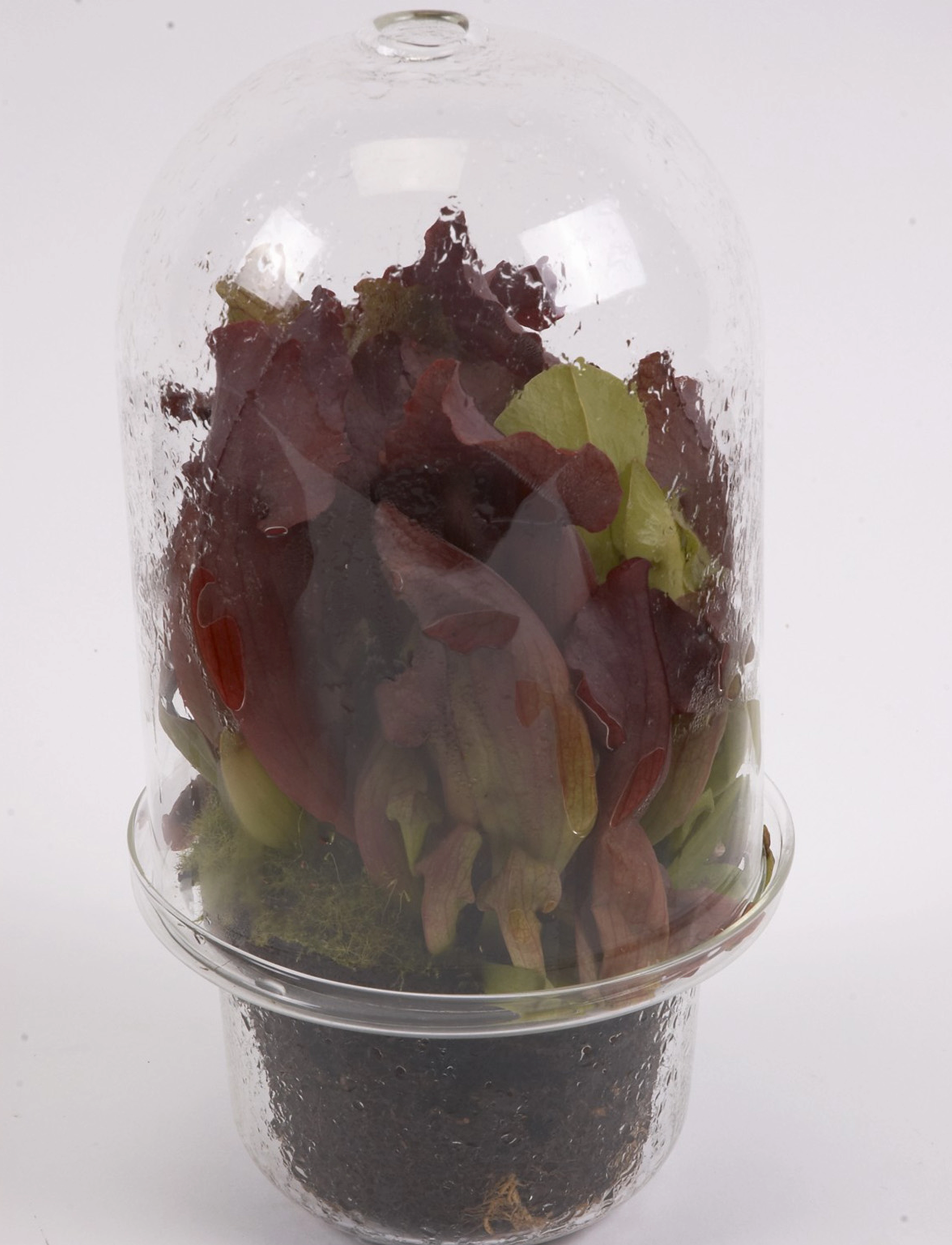 Serax - CARNIVORE VASE - clear - 3