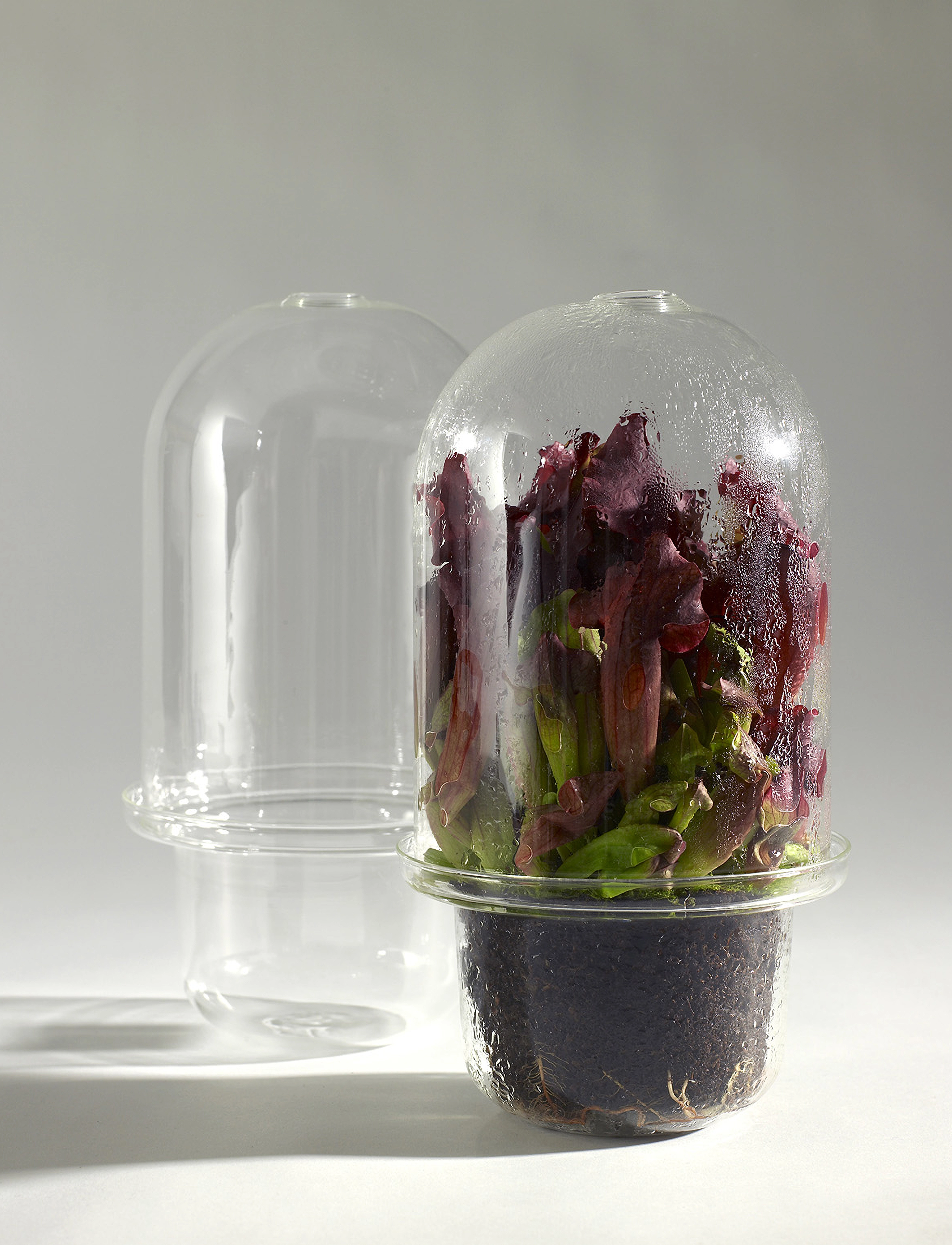 Serax - CARNIVORE VASE - clear - 4