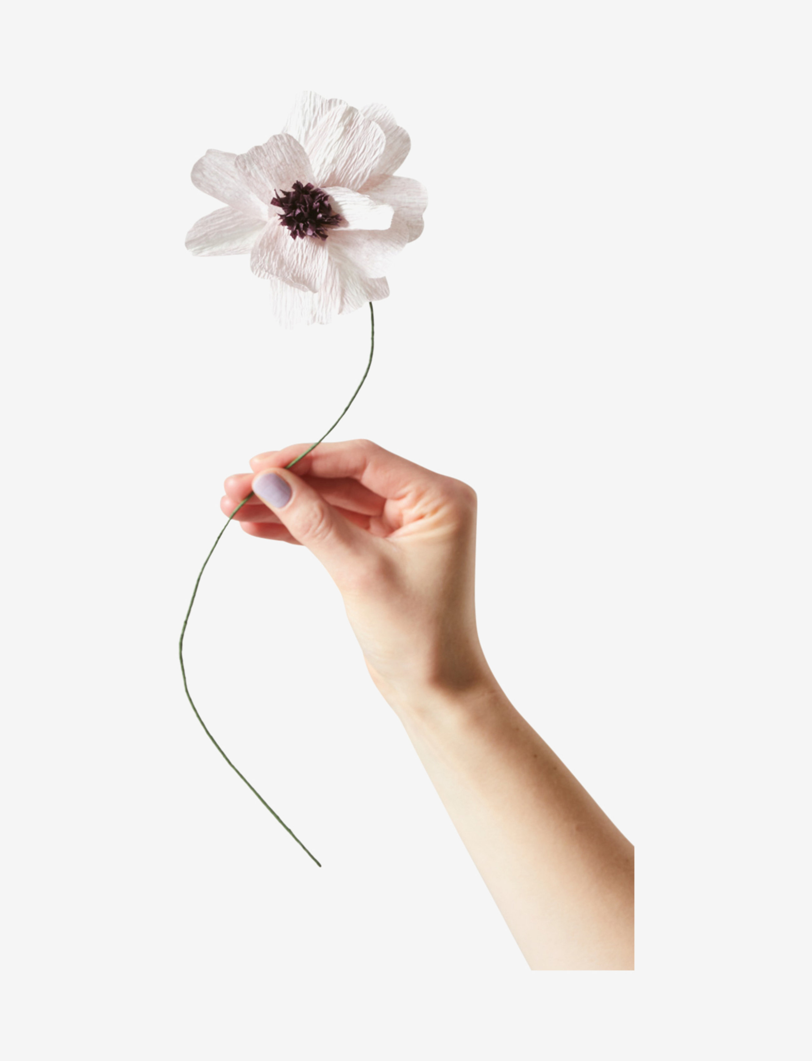 Studio About Paper Flower, Daisy, One Size, Decoration, Rosa - Flowers, Homeware