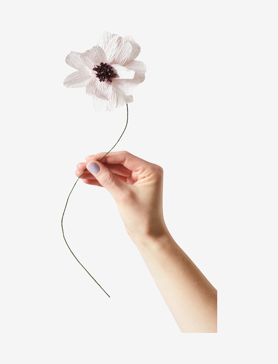 Studio About - PAPER FLOWER, DAISY - kuivatatud lilled - purple - 0