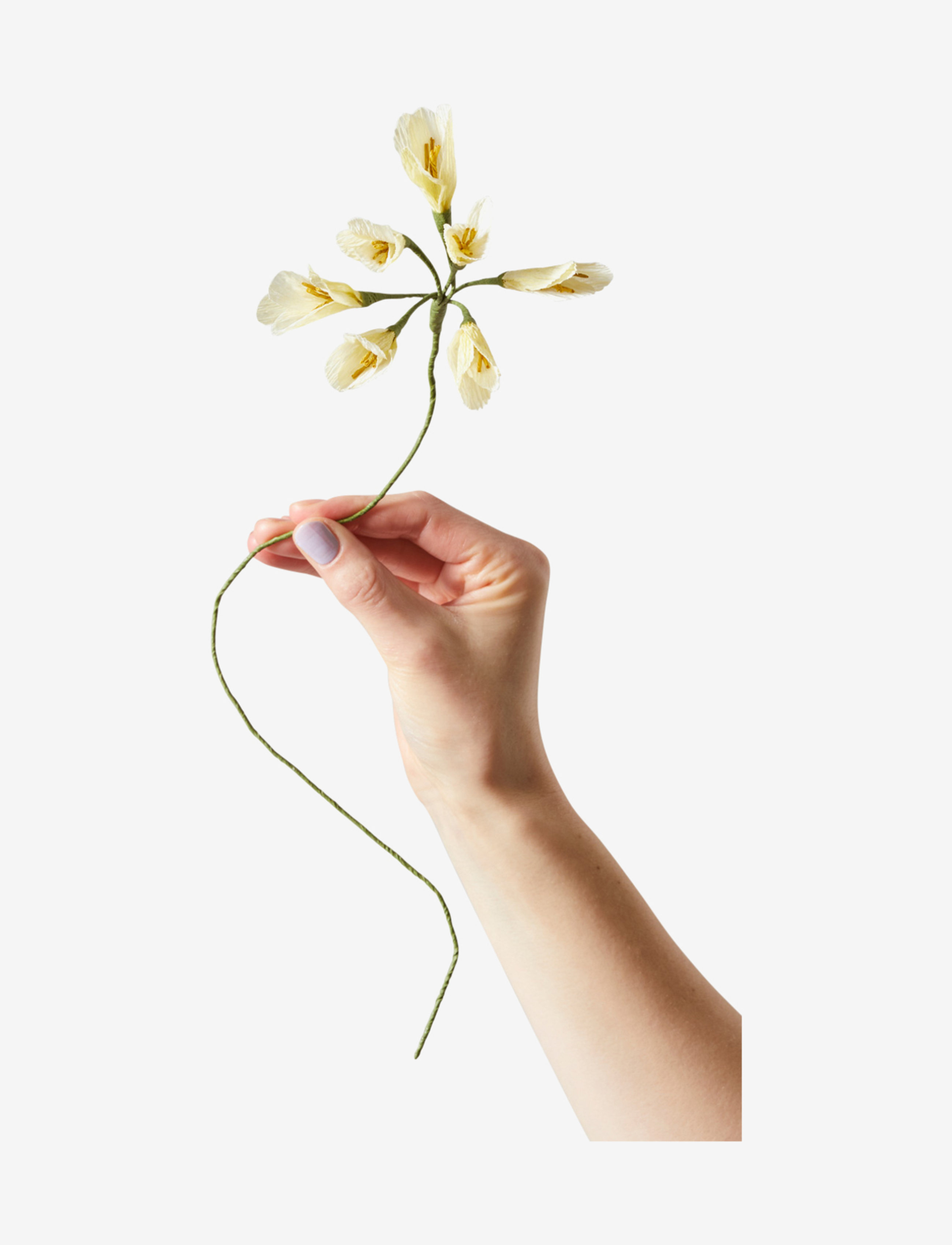 Studio About PAPER FLOWER, AFRICAN LILY - Kingitused kodu jaoks - YELLOW / yellow