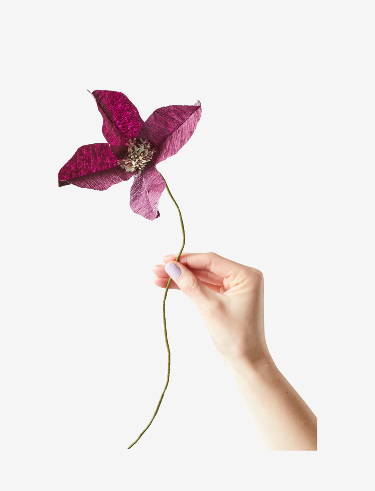 Studio About - PAPER FLOWER, CLEMATIS - getrocknete blumen - aubergine - 0