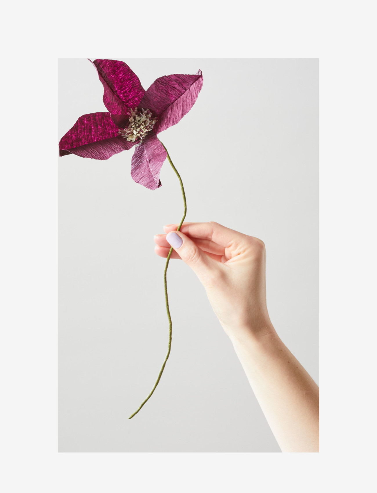 Studio About - PAPER FLOWER, CLEMATIS - getrocknete blumen - aubergine - 1