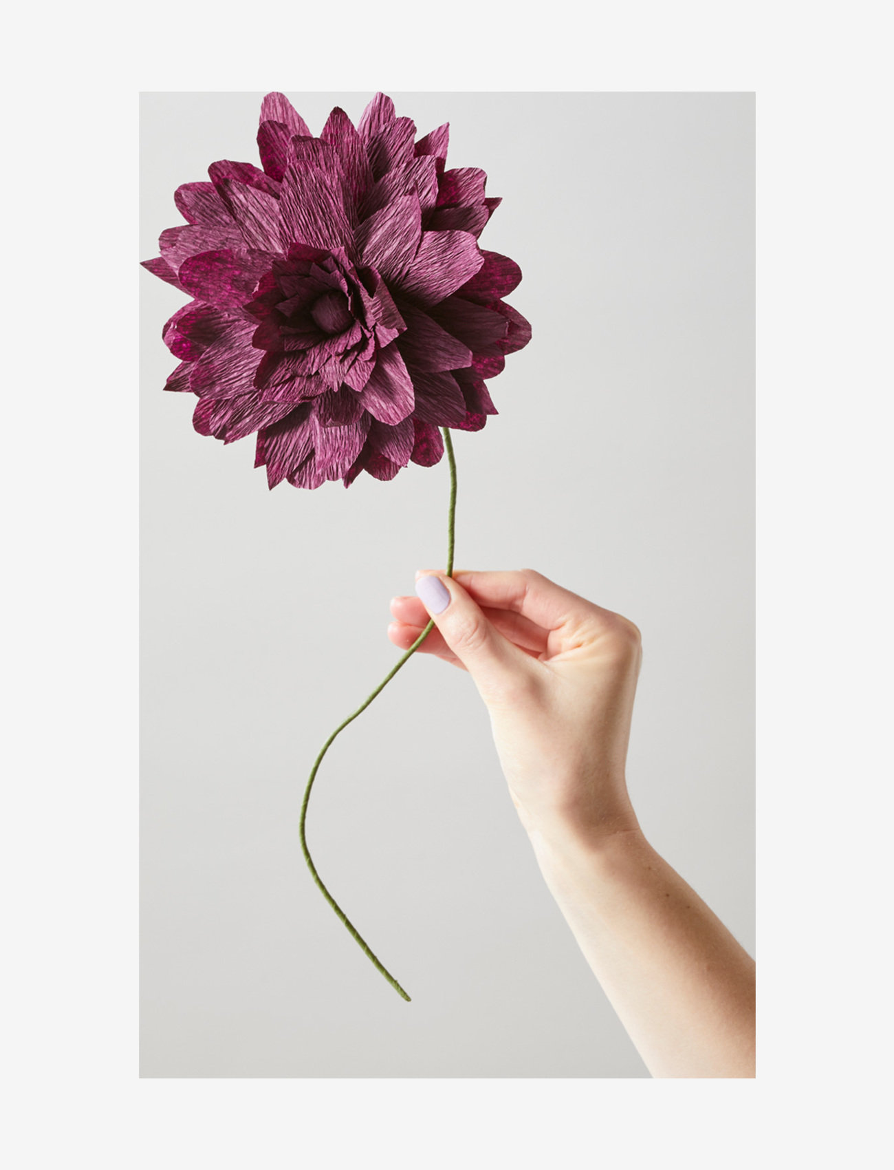 Studio About - PAPER FLOWER, GRAND DAHLIA - lowest prices - aubergine - 1