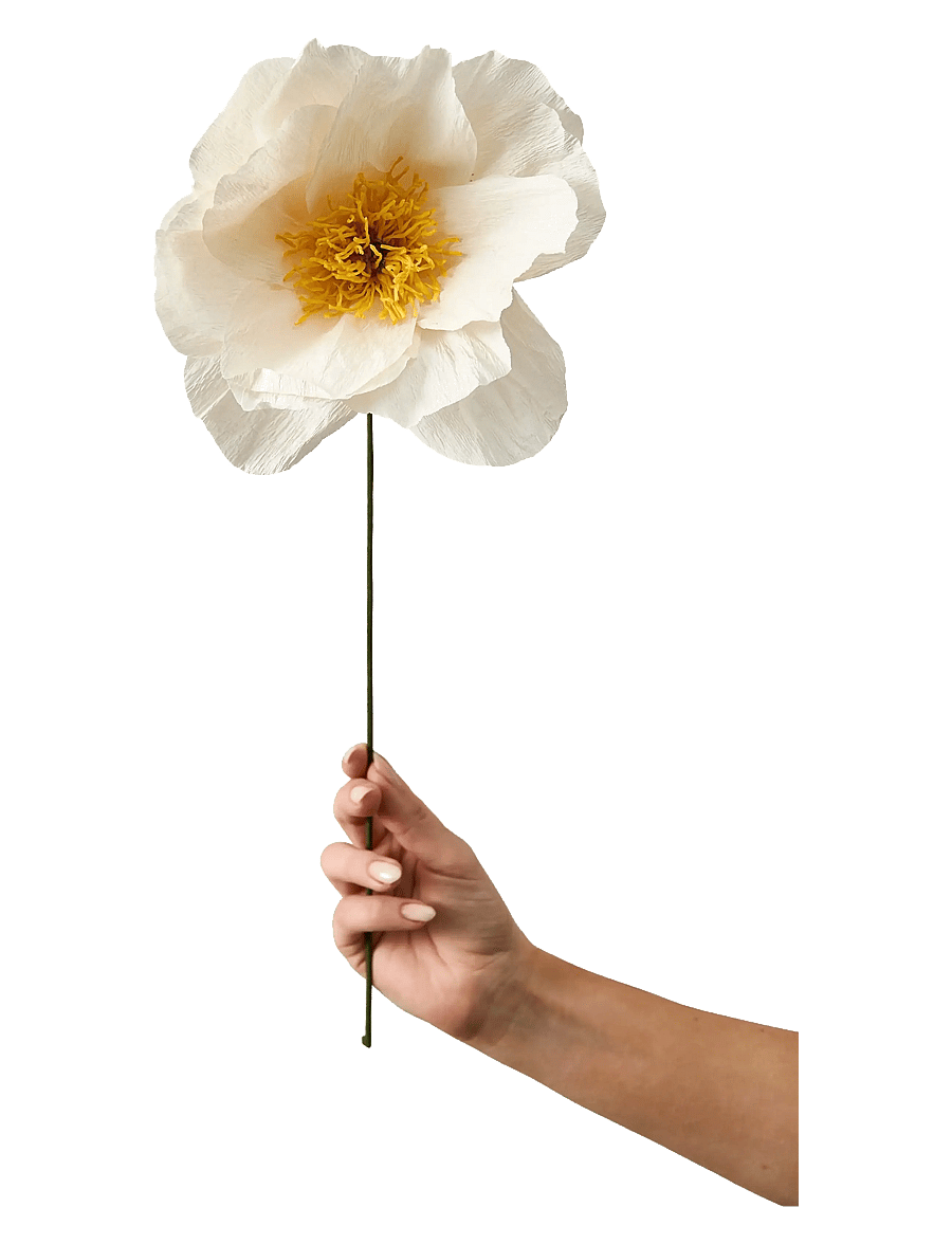 Studio About - PAPER FLOWER - die niedrigsten preise - true - 0