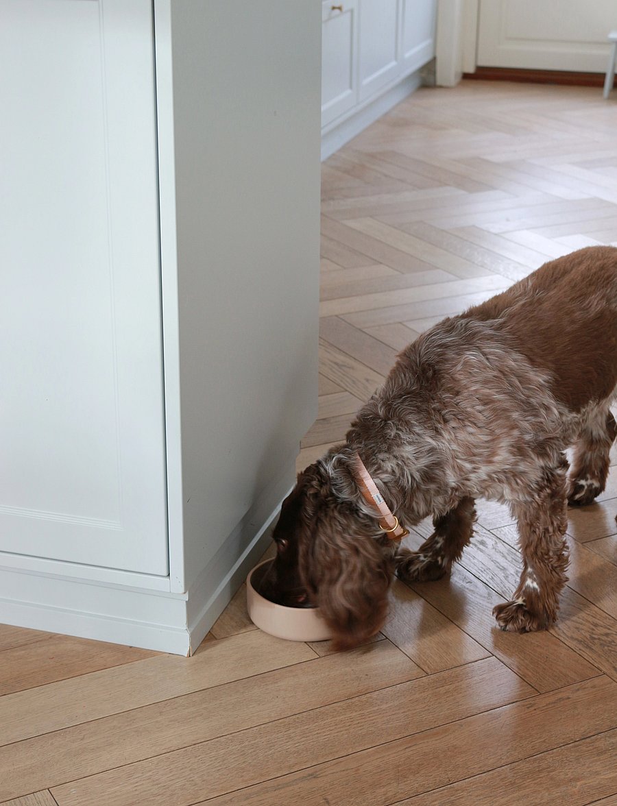 tadazhi - Food bowl - lemmikloomadele - gray-brown - 0