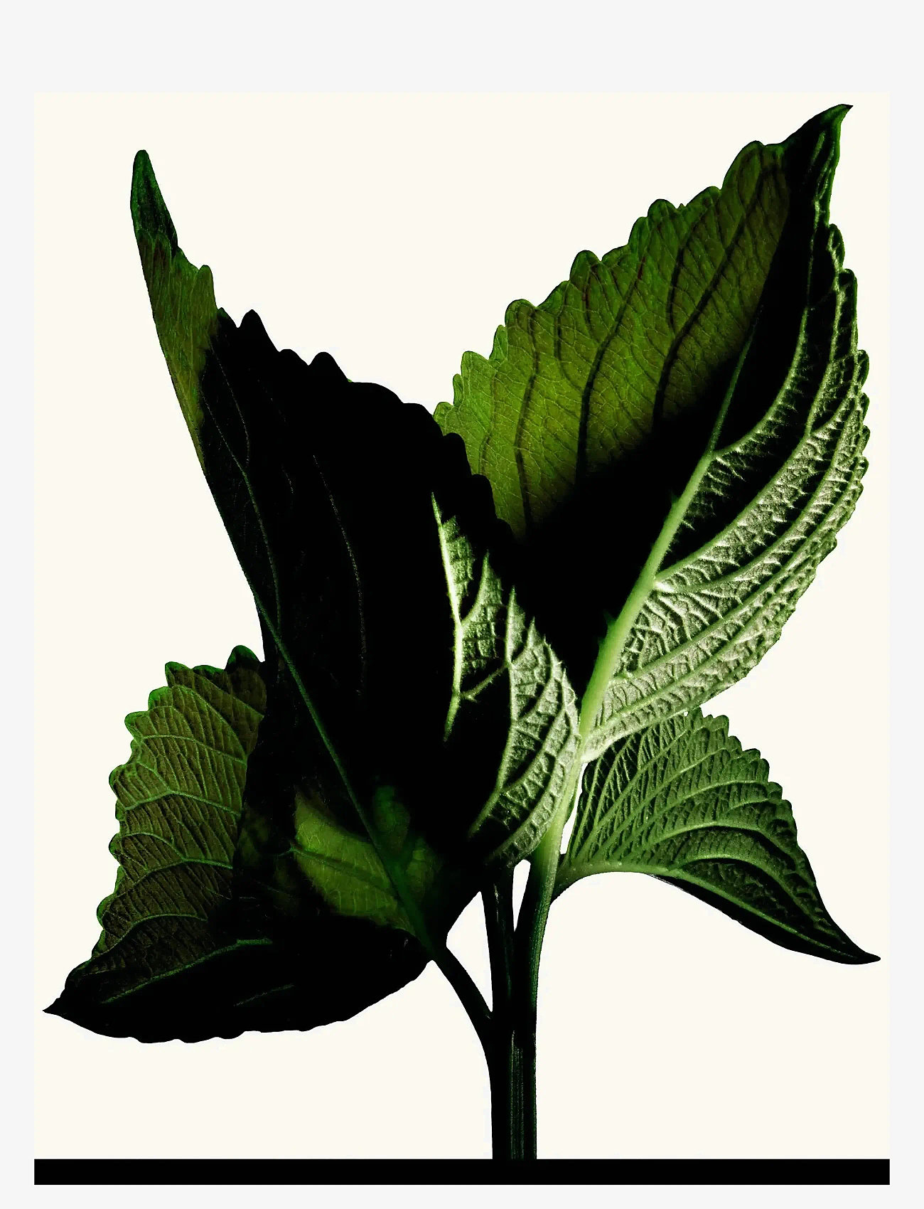 TOM FORD - Black Orchid Reserve - unisex - clear - 3