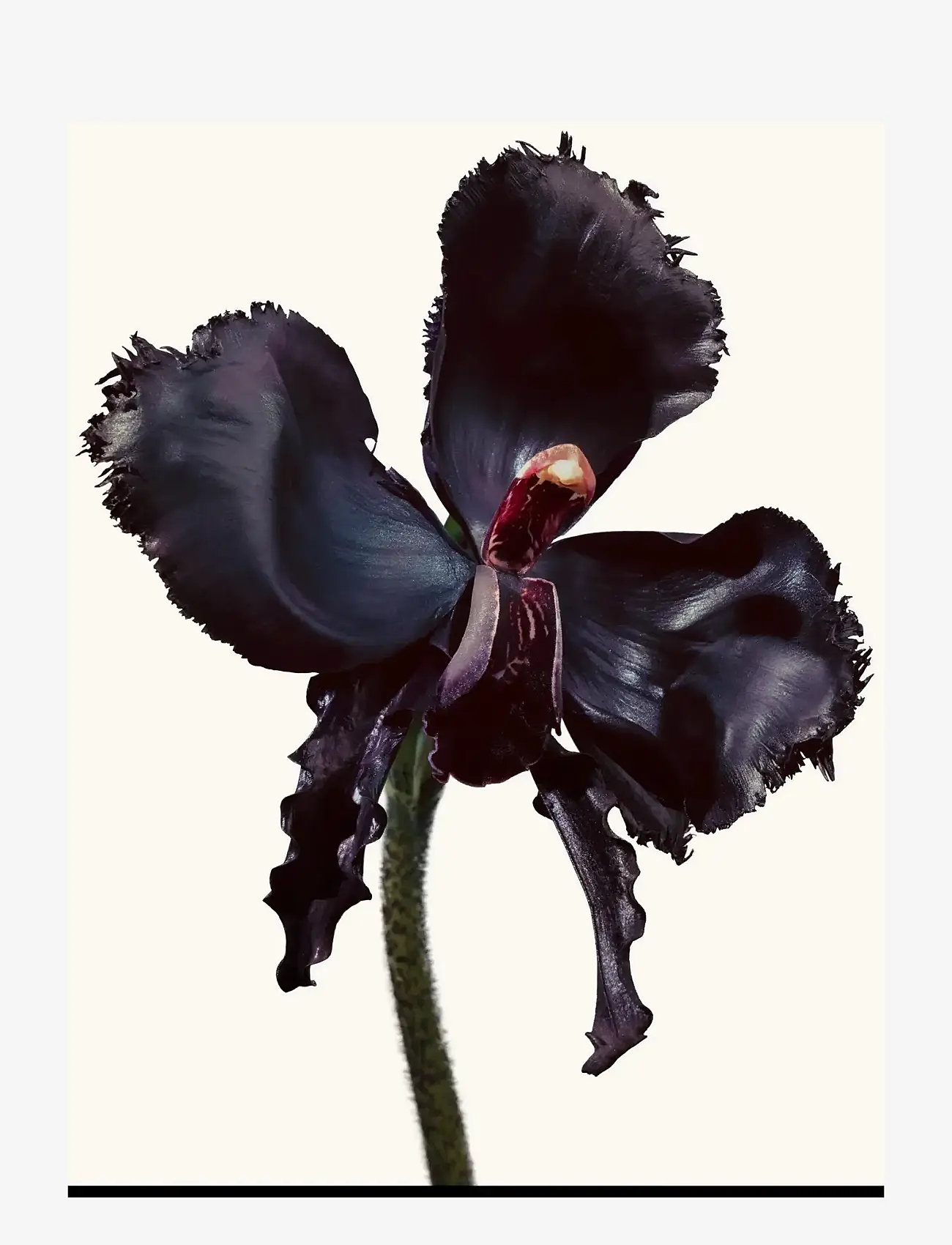 TOM FORD - Black Orchid Reserve - unisex - clear - 4