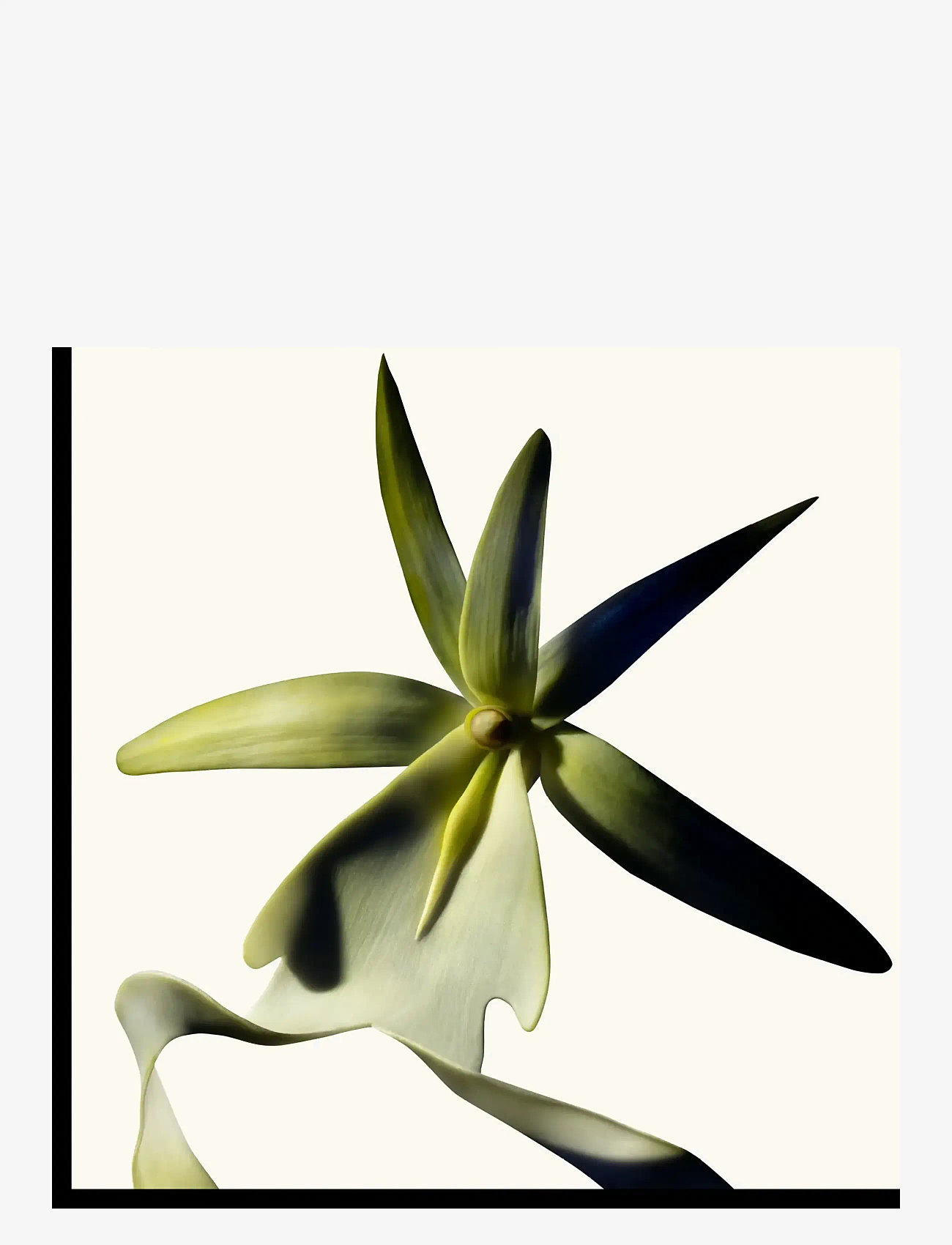 TOM FORD - Black Orchid Reserve - unisex - clear - 2