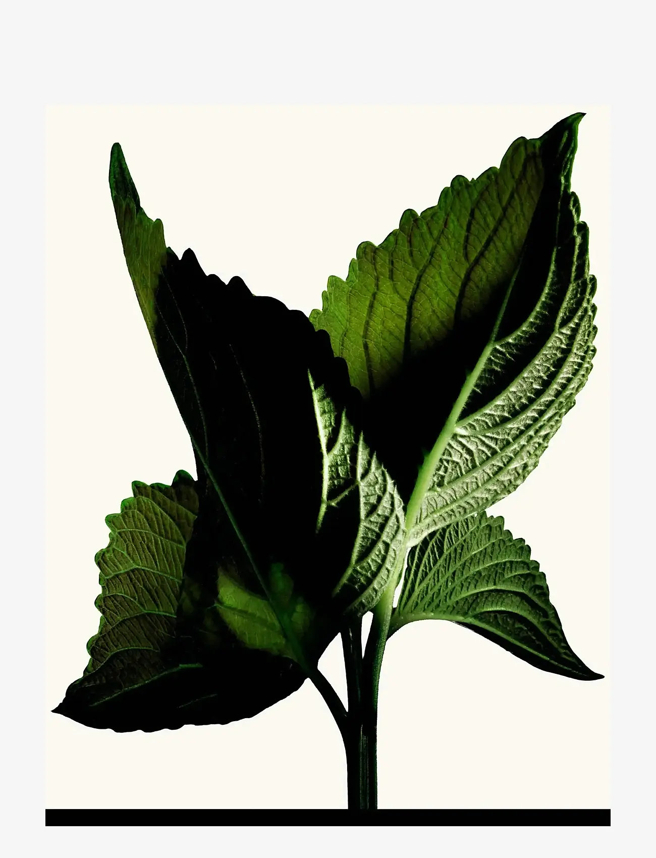 TOM FORD - Black Orchid Reserve - unisex - clear - 3