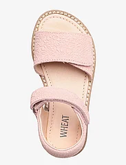 Wheat - Tasha sandal - summer savings - rose sand - 3